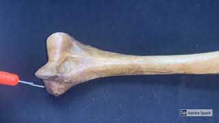 humerus anatomy made easy [upl. by Nillad]