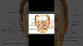 Maxillary Sinuses sinusitis humananatomy medical maxilla [upl. by Bach]