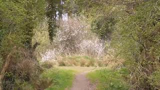 Exploring Creightons Wood above Holywood Co Down [upl. by Harrat]