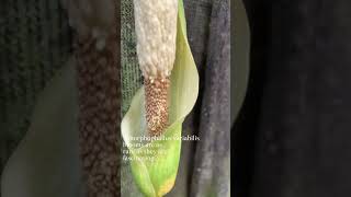 Amorphophallus variabilis in bloom amorphophallus javaniskaelflora [upl. by Barimah]