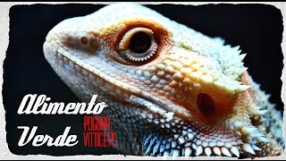 Mi pogona no come alimento verde  Consejos y ayuda [upl. by Solakcin273]