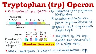 Trp Operon  Principle and Mechanism [upl. by Christoffer]