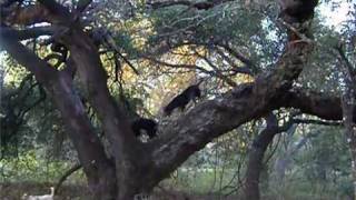 BlueTube  Bluetick Coonhound Climbing Huge Oak Tree [upl. by Isbel]