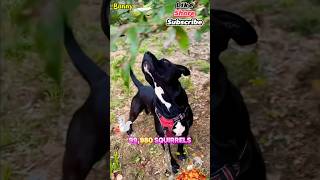 Dog does Squirrel Math🐿️ SUB🔗SHARE🐿️shorts trending short funny comedy gaming dog [upl. by Lamar]