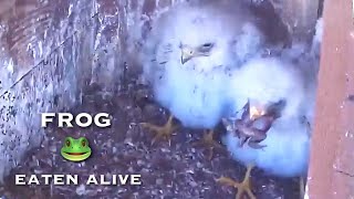 52🦅Redfooted Falcon Nest❶／LIVE Redfooted Falcon Nest Cam 1 Polgár Hungary [upl. by Hootman742]