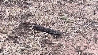 Shingle Back lizard found at Mount Arapiles Victoria Australia [upl. by Orian]