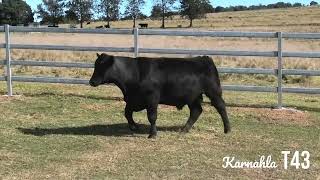 Aussie Angus Brangus Bull Sale Lot 24 Karnahla Trusty T43 [upl. by Obaza]