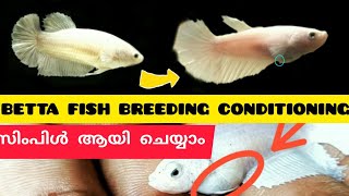 fighter fish conditioning malayalam betta fish conditioning female betta produce eggsniya bettas [upl. by Adnilak62]