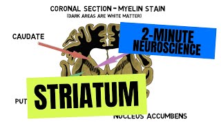 2Minute Neuroscience Striatum [upl. by Yehus536]