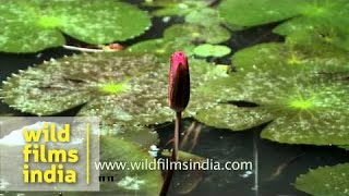 Water lily family Nymphaeaceae in a pond in Kerala [upl. by Akcire]