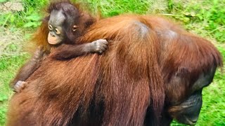 Adorable Baby Orangutan Riding On Moms Back [upl. by Spada347]