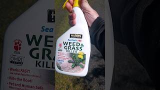 weed and grass killer organic test [upl. by Keg468]