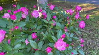 Polyantha Rose  La Marne [upl. by Swane]