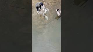 Murray Cod Powering away fish fishingaustralia australia fishing murraycod [upl. by Orlena]