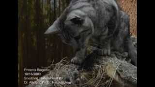 Cat feeds baby birds from own mouth [upl. by Leipzig]