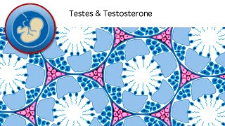 Testes amp Testosterone [upl. by Ikkim912]