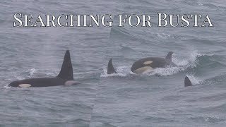 Searching for Busta the ORCA in Scotland [upl. by Nylekcaj48]