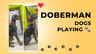 Doberman Dogs Playing Time 😂 funny dogs trending funnydogs [upl. by Grodin]