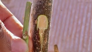 How To Grafting Branch Tree With Sprouts And Wrap With PlasticBranch Mulberry branch tree graft [upl. by Urien]