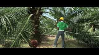 Superior oil palm semiclonal seeds AA Hybrida IS [upl. by Thorn]