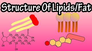 Lipids structure classification types and function Acylglycerol Phospholipids waxes steroids [upl. by Shama]