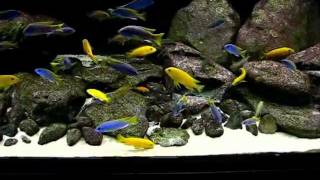 Malawi Biotope Tank 700 liters 1 year [upl. by Anemix]