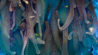 Exploring The Underwater World  4K UHD  Blue Planet II  BBC Earth [upl. by Alaaj]