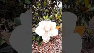 🌳 árbol magnolia de flor blanca  Jardínderanas árboles floors plantas [upl. by Akilat]