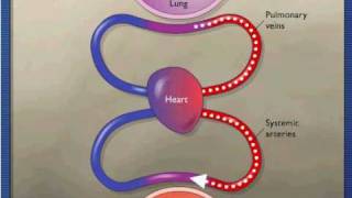 Gas Exchange During Respiration [upl. by Tyra]