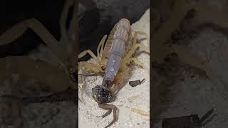 Androctonus Australis  Fat Tail Scorpion vs Wolf Spider [upl. by Lyrak896]