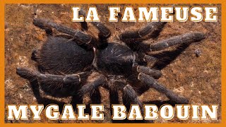 La mygale babouin  Baboon Spider [upl. by Zanahs792]