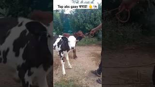 Gaay top Abs bacha kalwadi 🐄👆👌🐄🐄 cow animalsouds calf animals dairyanimals trending [upl. by Toma]