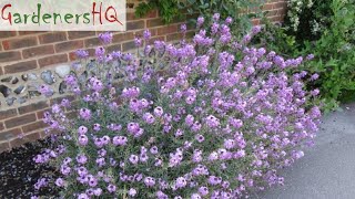 Erysimum Wallflower Growing Guide by Gardeners HQ [upl. by Olathe]