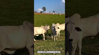 Terneros Nelore puros 🐮 unos ejemplares de calidad 🇧🇷 [upl. by Conway]