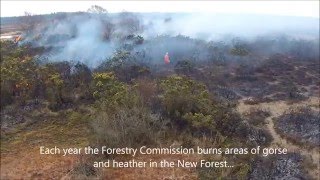 Controlled burning benefits precious New Forest habitats [upl. by Nilram]