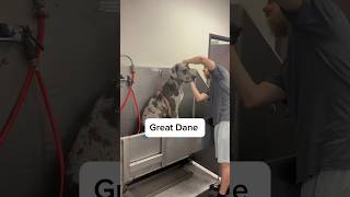 This Dane was pretty great 🐾 greatdane dogbath tutorial eqyssgroomingproducts [upl. by Bergess]