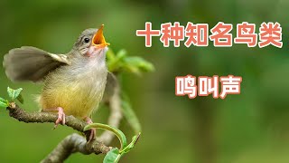 10种知名鸟类鸣叫声，堪称大自然的歌唱家，第四名还会唱生日歌 [upl. by Nylareg]