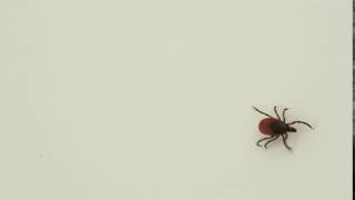 Blacklegged Tick [upl. by Tony971]