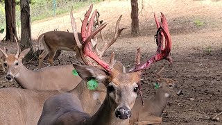 Bucks Shedding Velvet [upl. by Akeit]