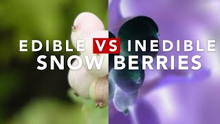 EDIBLE VS INEDIBLE SNOW BERRIES [upl. by Bathsheba]