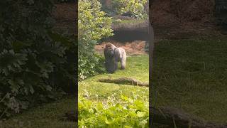 Silverbacks large bone structure gorillas silverbackgorillas [upl. by Merrilee]