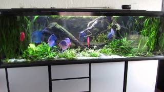 720 liters Discus akvarium og lidt akvarie snak [upl. by Averir843]