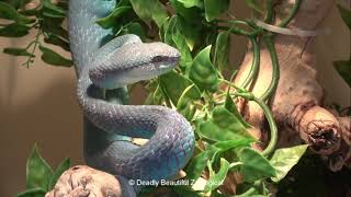 Parthenogenesis in Trimeresurus insularis [upl. by Browne]