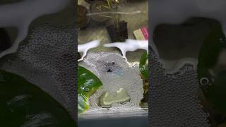 Male Betta Fish 🐟 Ready with Bubbles Nest  Ready for Breeding fish [upl. by Ordep361]