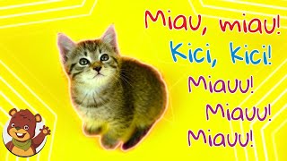 Miau miau kici kici  Miś Tami TV  Piosenki dla dzieci [upl. by Laurent]