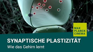 Synaptische Plastizität  wie das Gehirn lernt [upl. by Song]