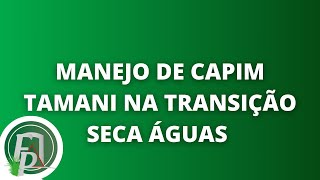 MANEJO DE CAPIM TAMANI NA TRANSIÇÃO SECA ÁGUAS [upl. by Lletnahs]