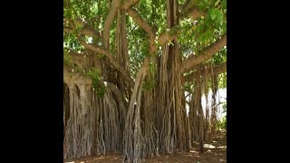 Prop or Pillar Roots  Roots of Banyan Tree  Morphology of roots [upl. by Sello]