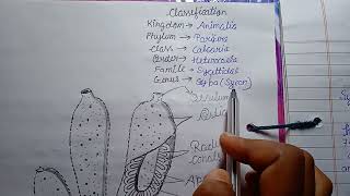 classification of sycon coments of sycon [upl. by Danita]