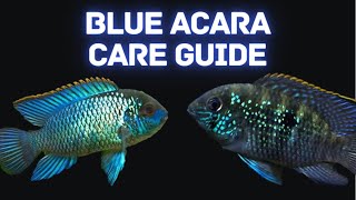 Blue Acara Care and Breeding Guide  Awesome Vibrant Feature Fish [upl. by Setarcos]